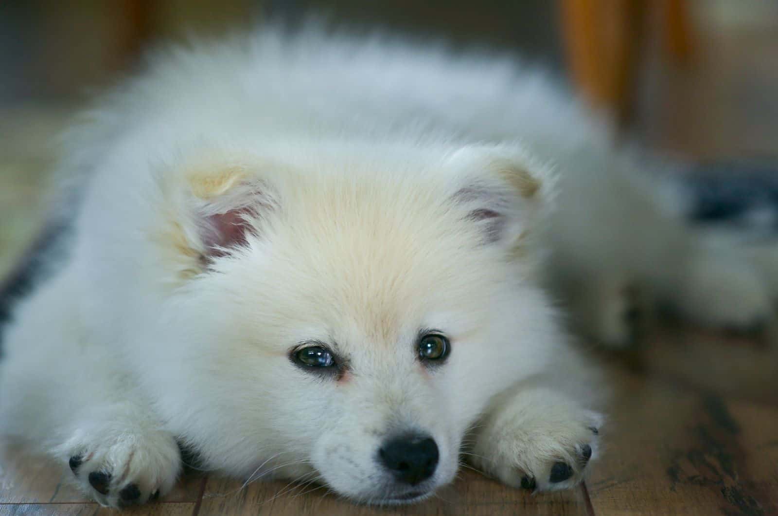 fluffy samoyed resting