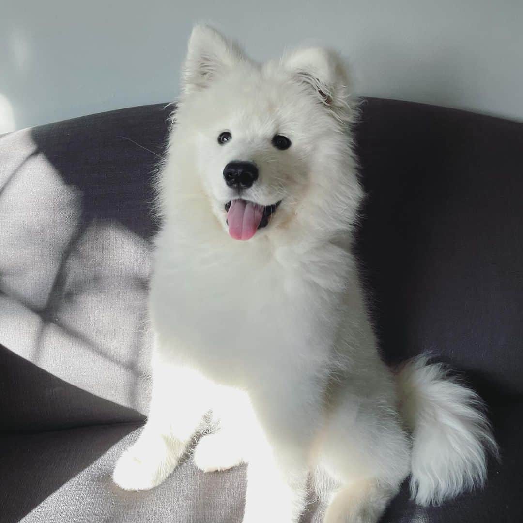 fluffy samoyed