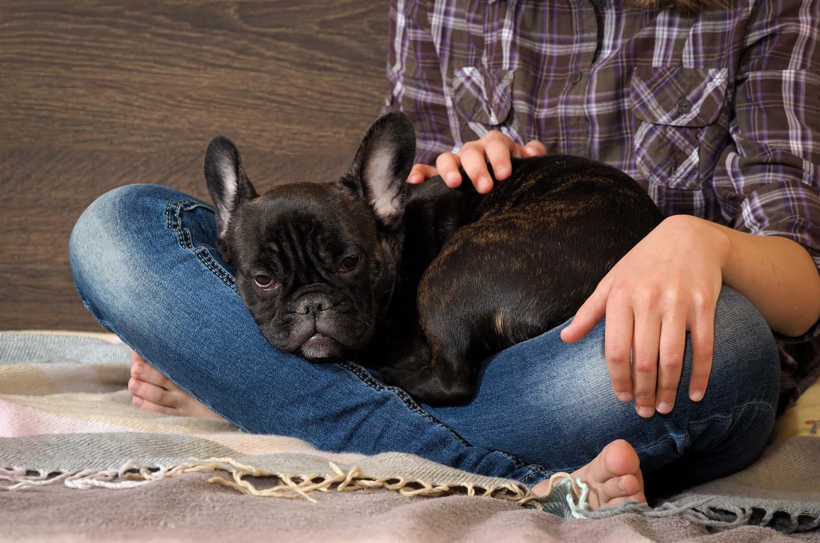 frenchie in woman's lap