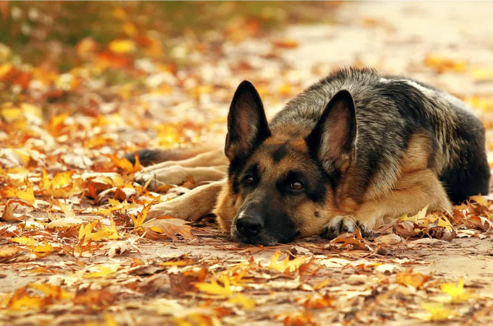 german shepherd lies in autumn wood