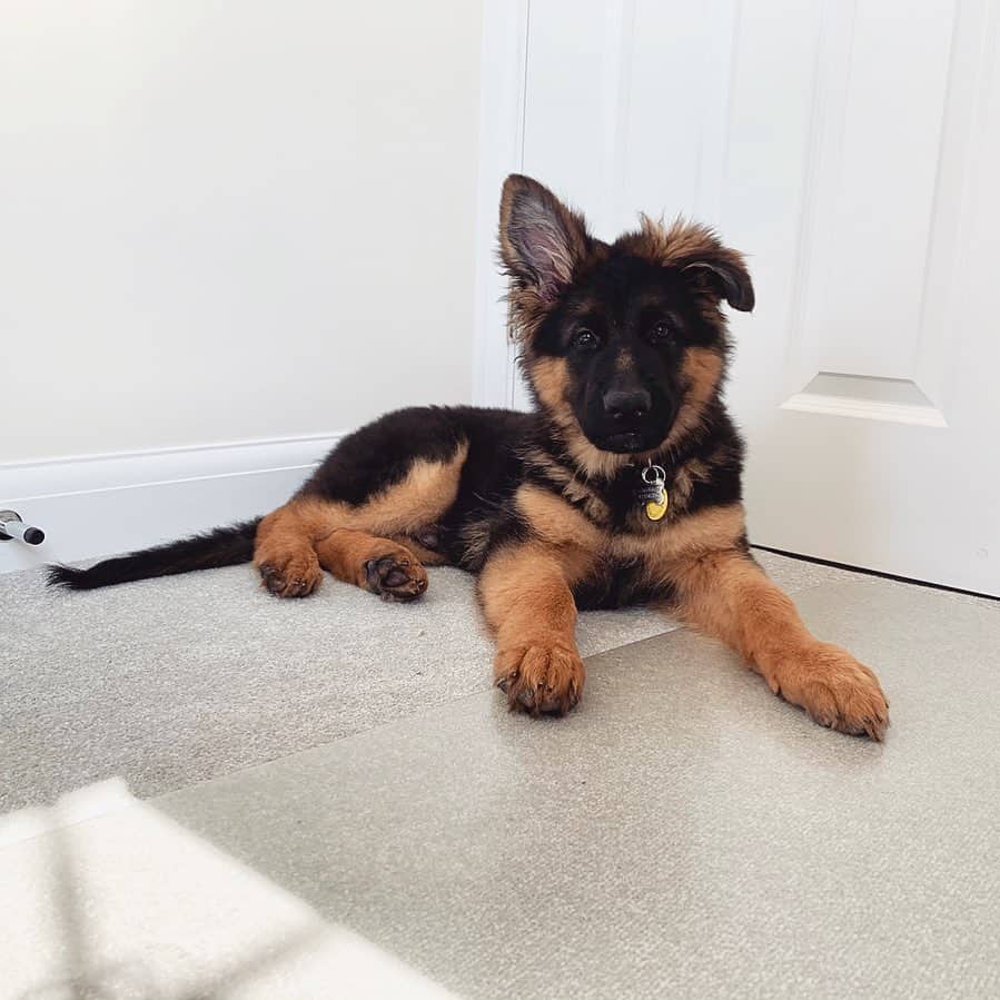 german shepherd puppy at home