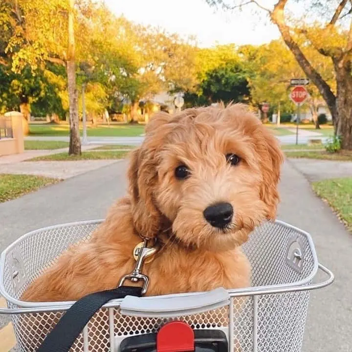 goldendoodle in a bike basket