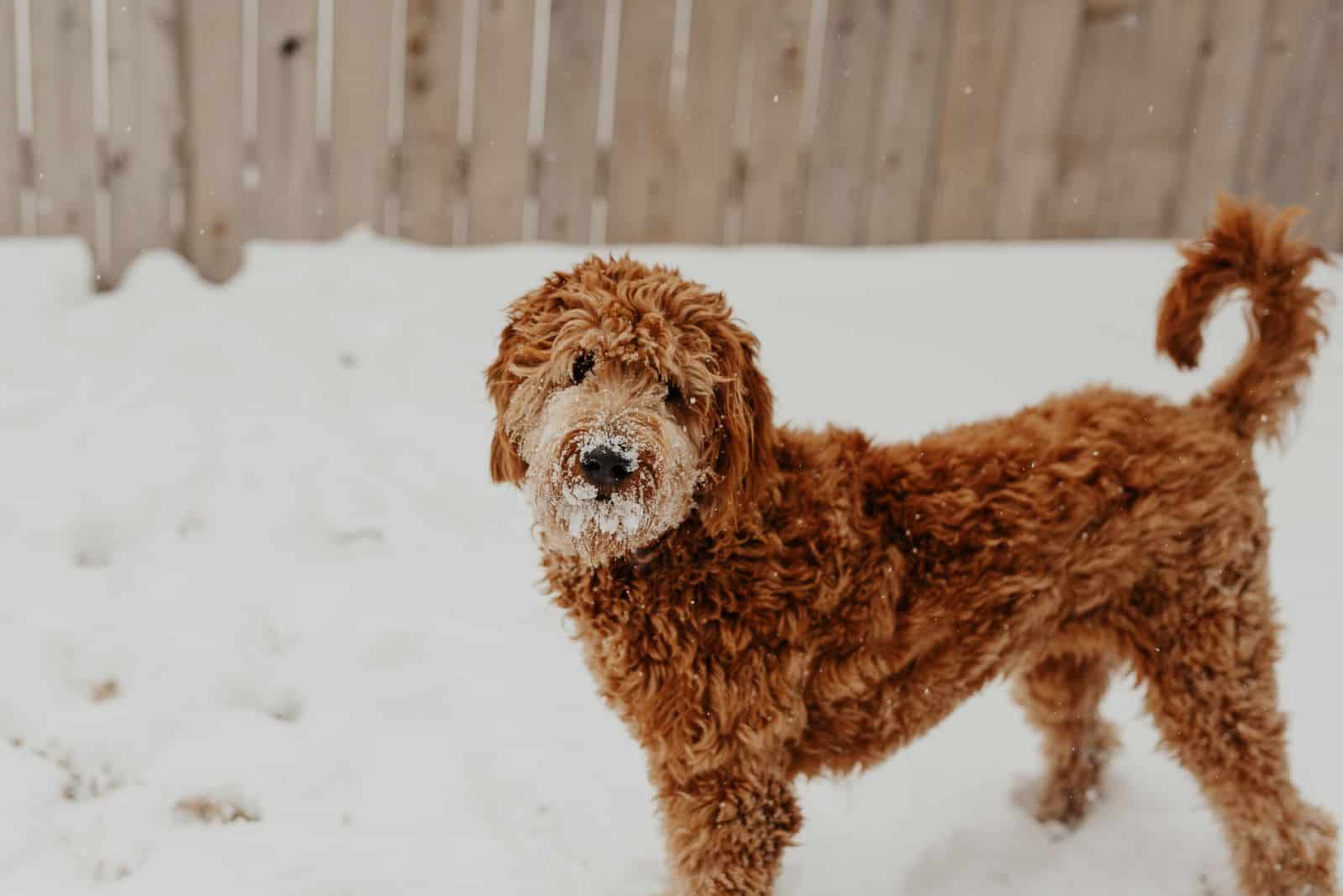 goldendoodle in snow