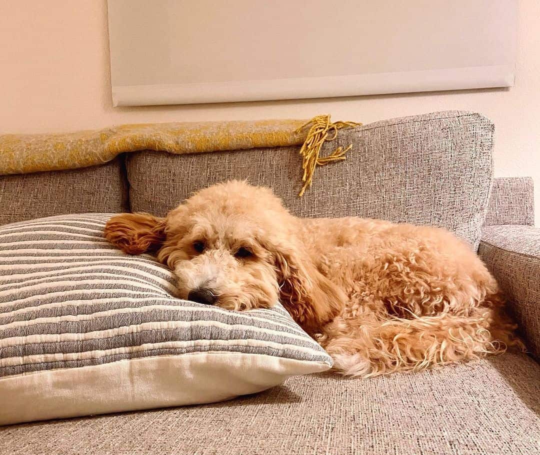 goldendoodle on a couch