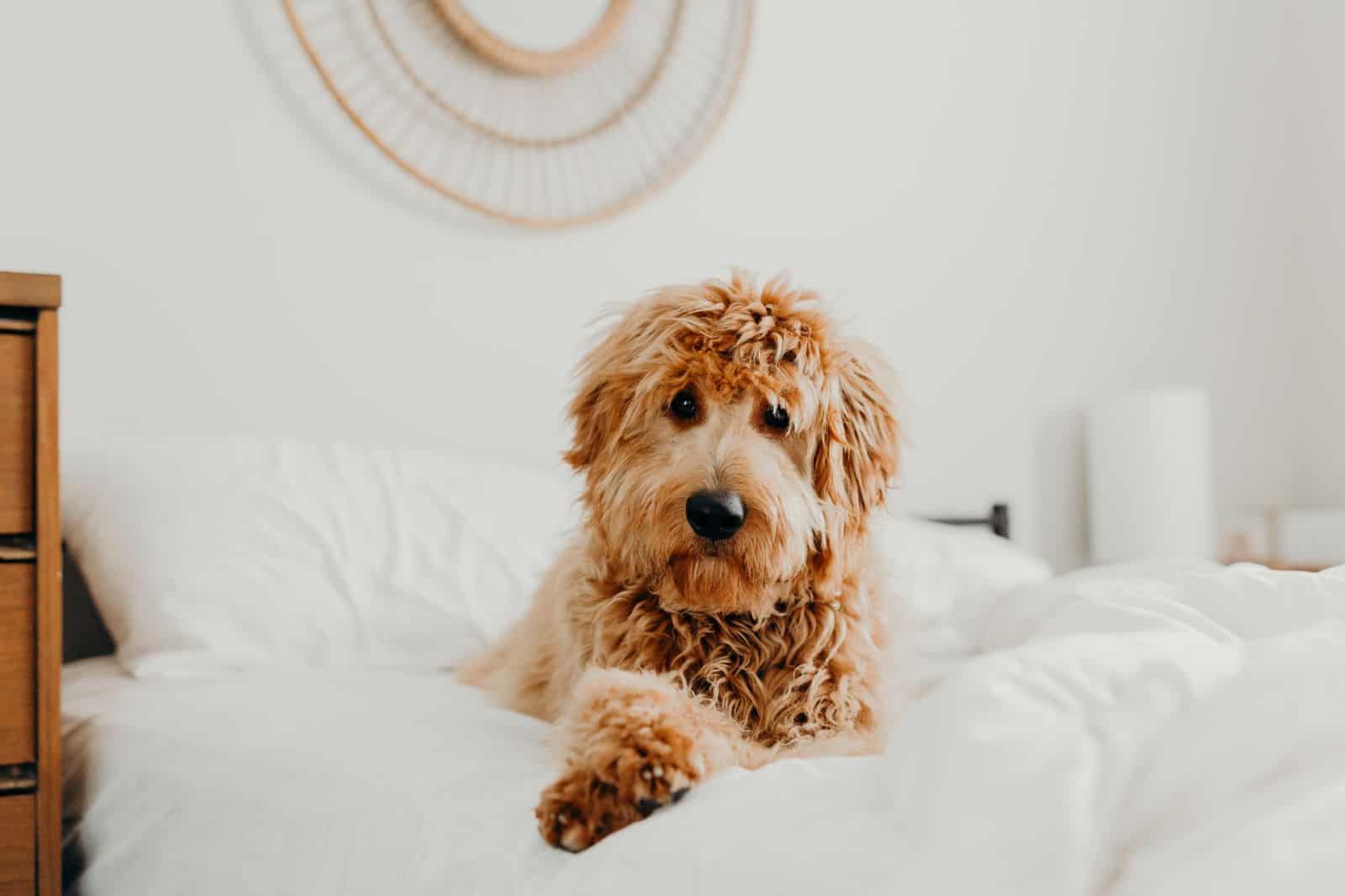 goldendoodle on bed