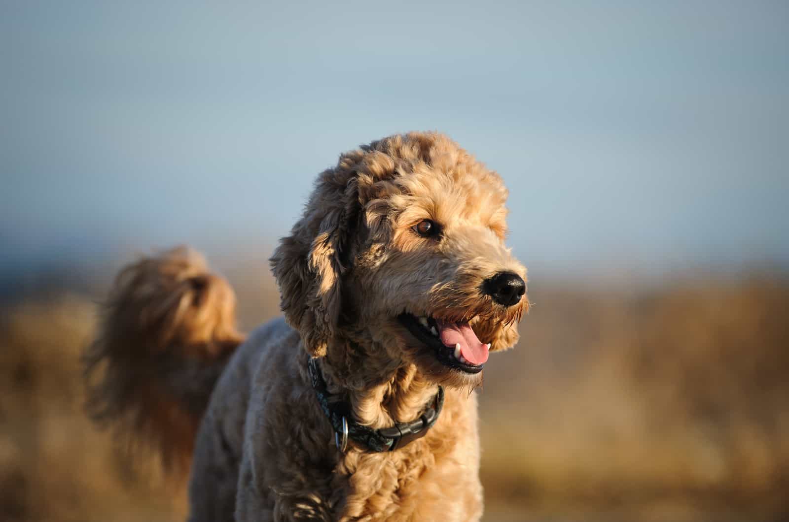 goldendoodle photographed in nature