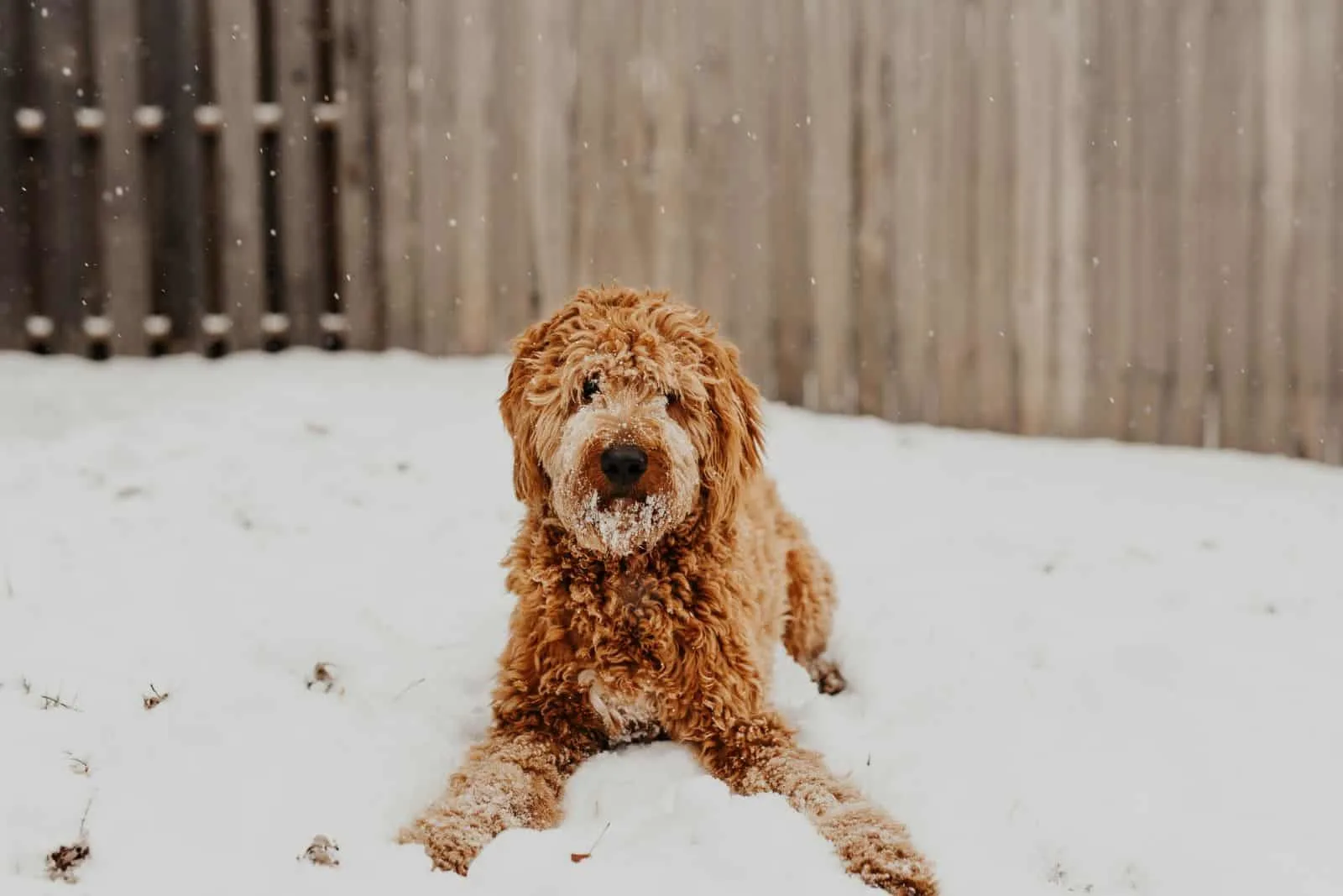 goldendoodle playing in snow