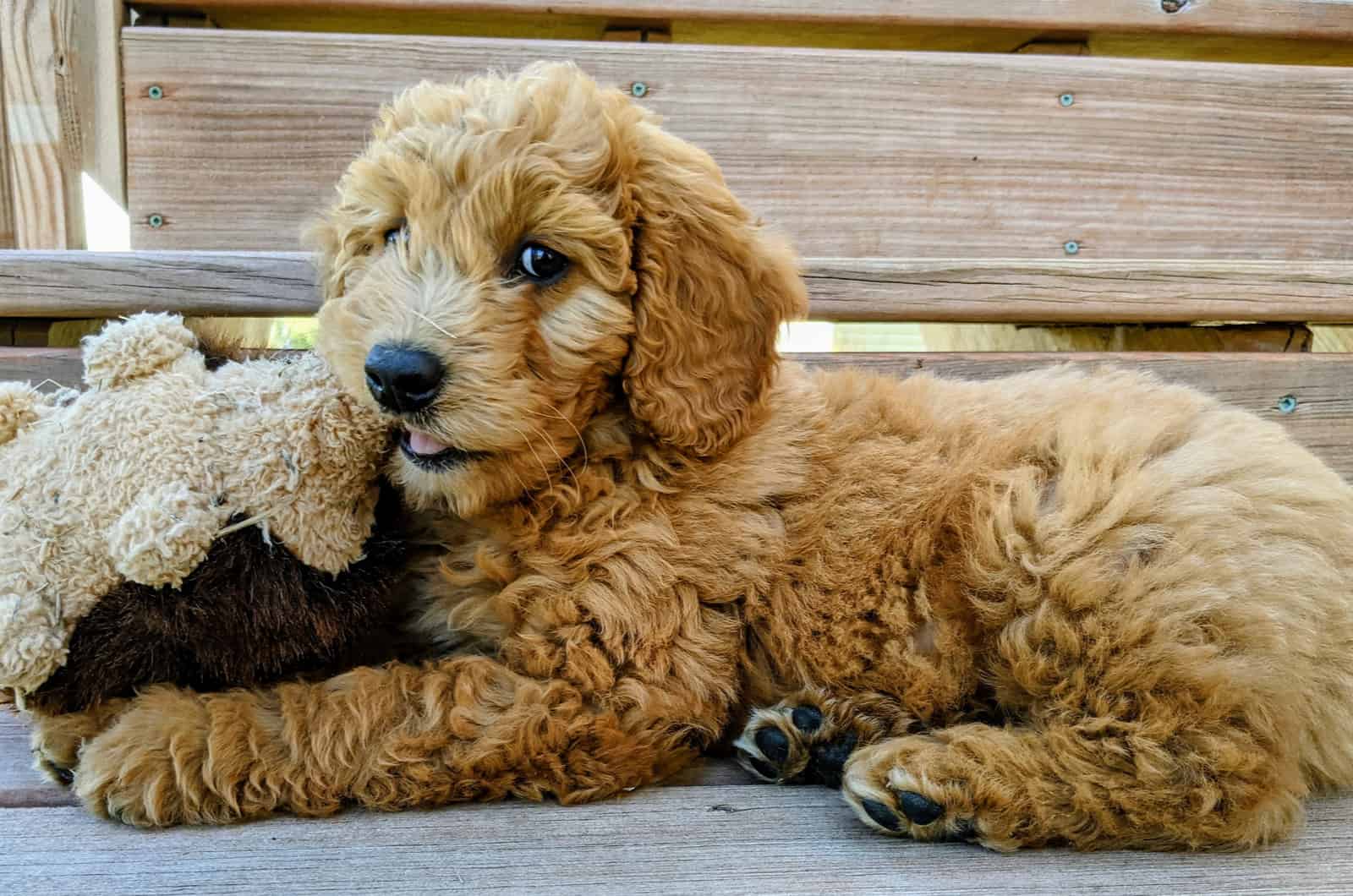 goldendoodle puppy chewing on a toy
