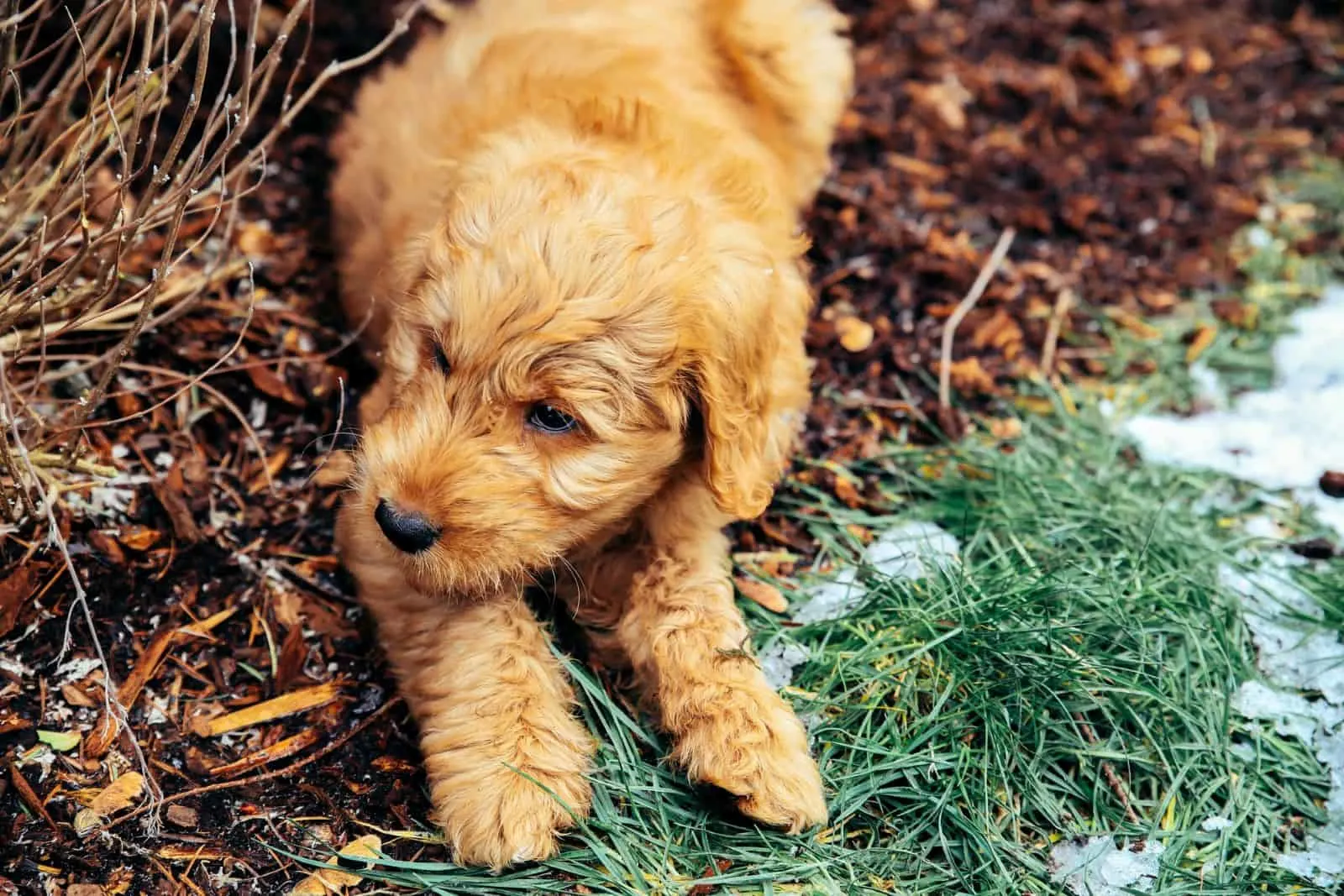 goldendoodle puppy in yard