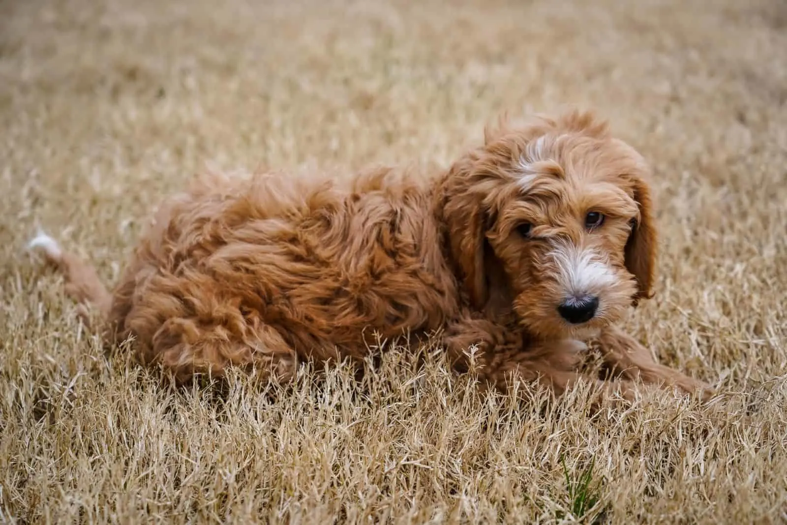goldendoodle puppy in yellow grass