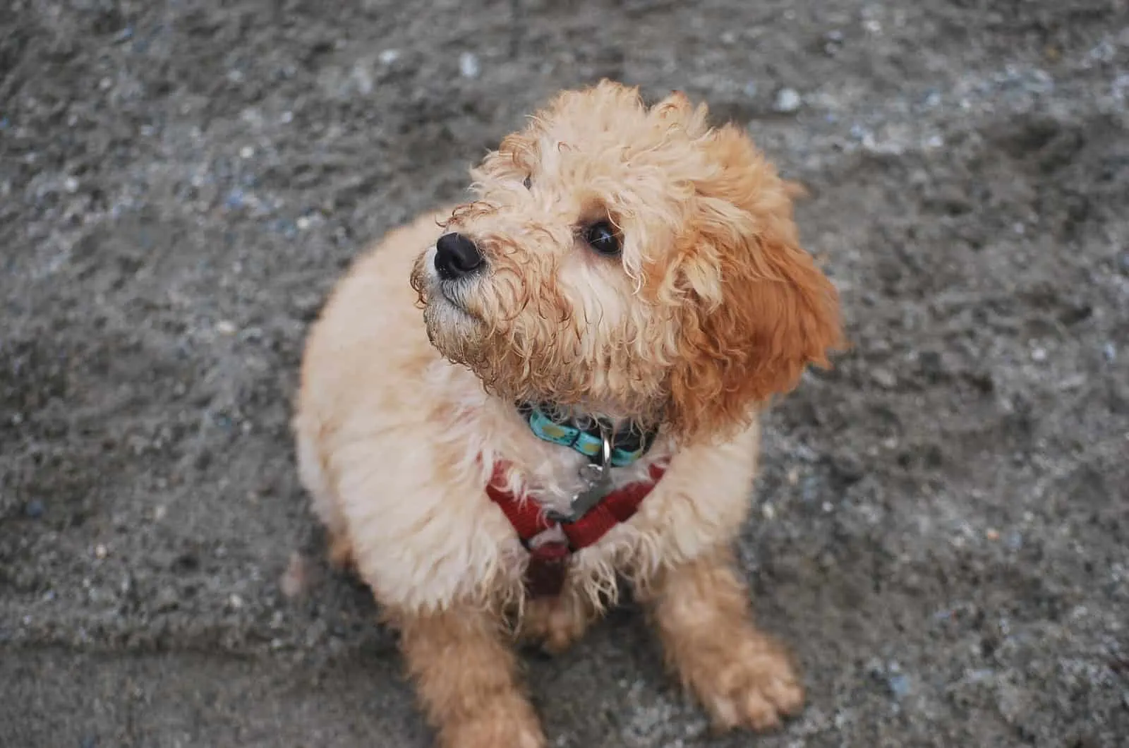 goldendoodle puppy with a collar