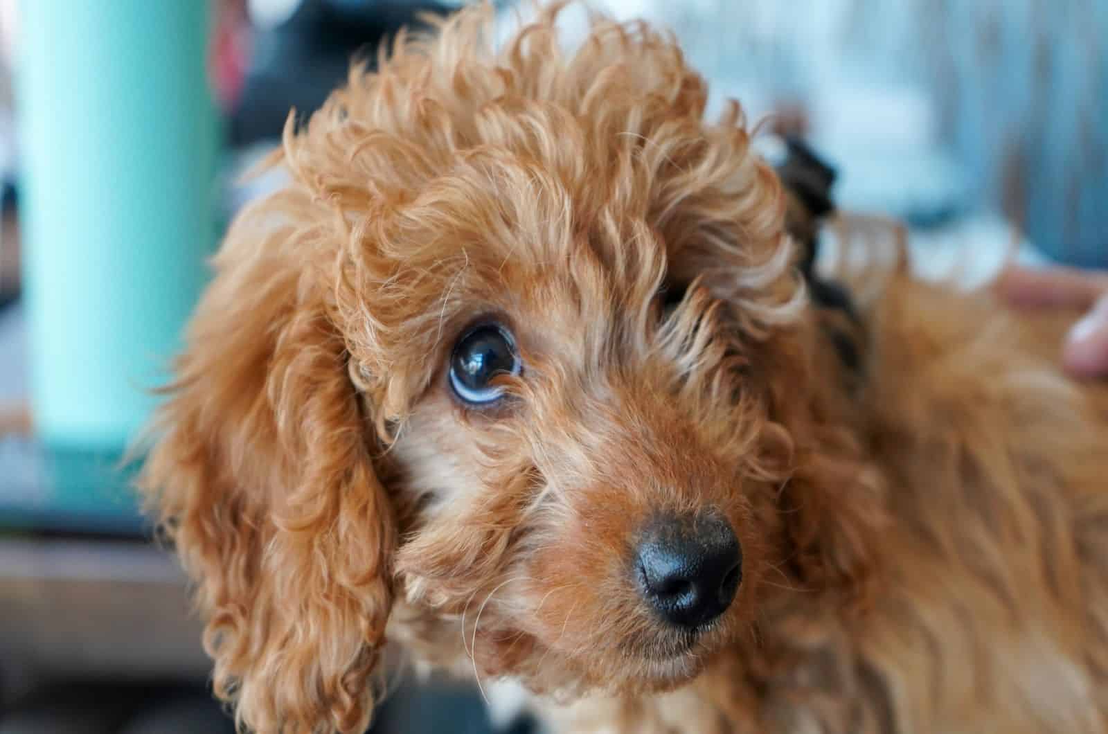 goldendoodle puppy