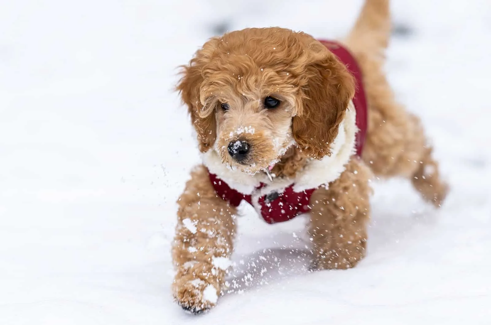 goldendoodle with a costume in snow