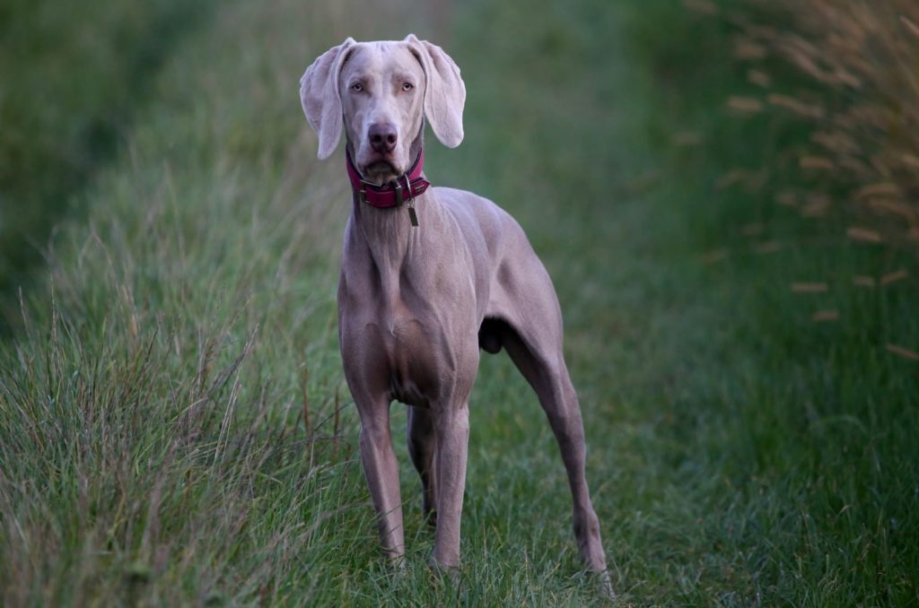 12 Best Great Dane Collars Top Choices For Gentle Giants