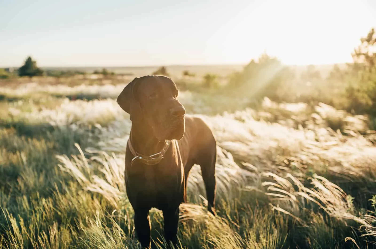 great dane in a field during sunset