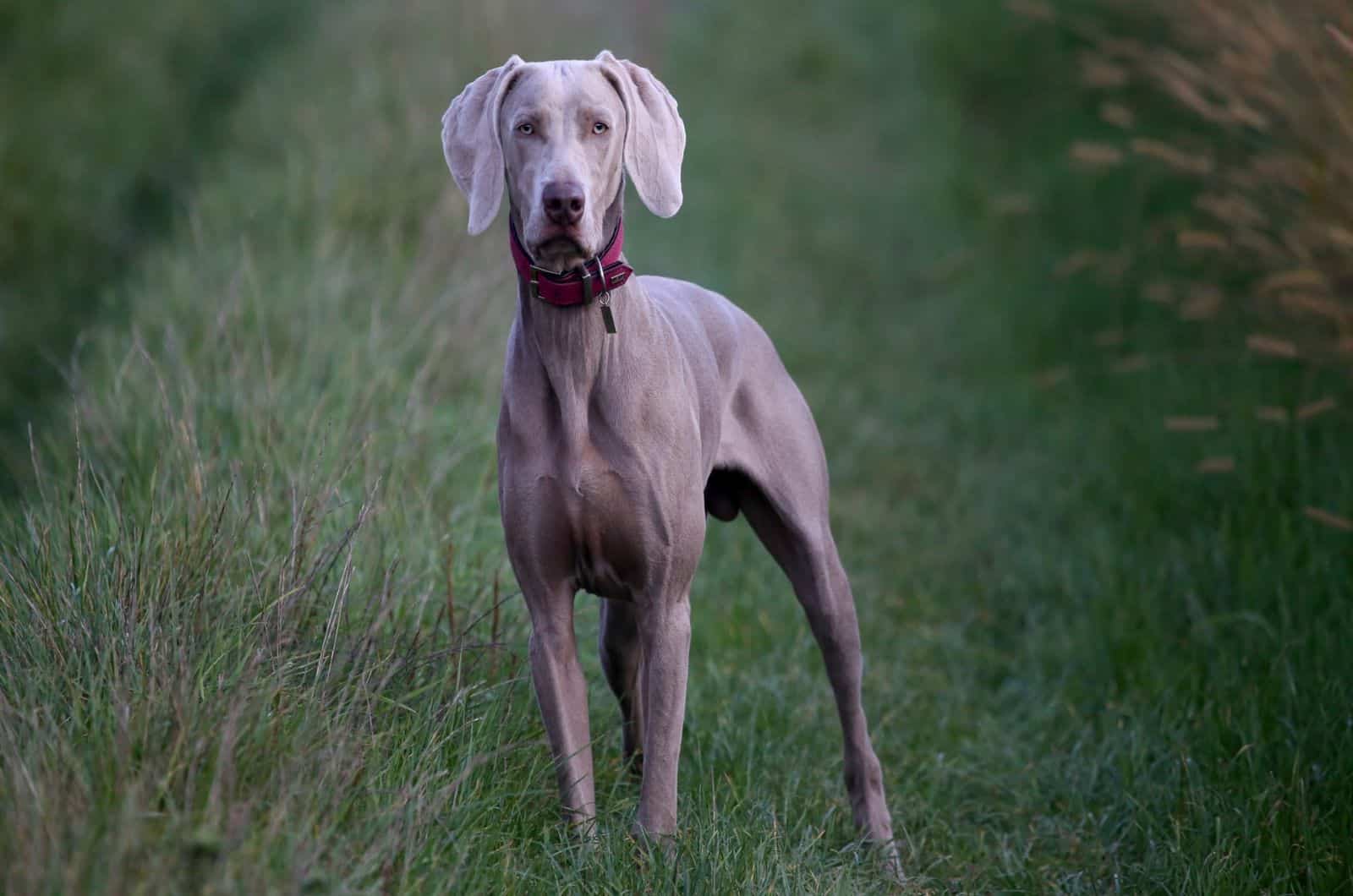 great dane in a field