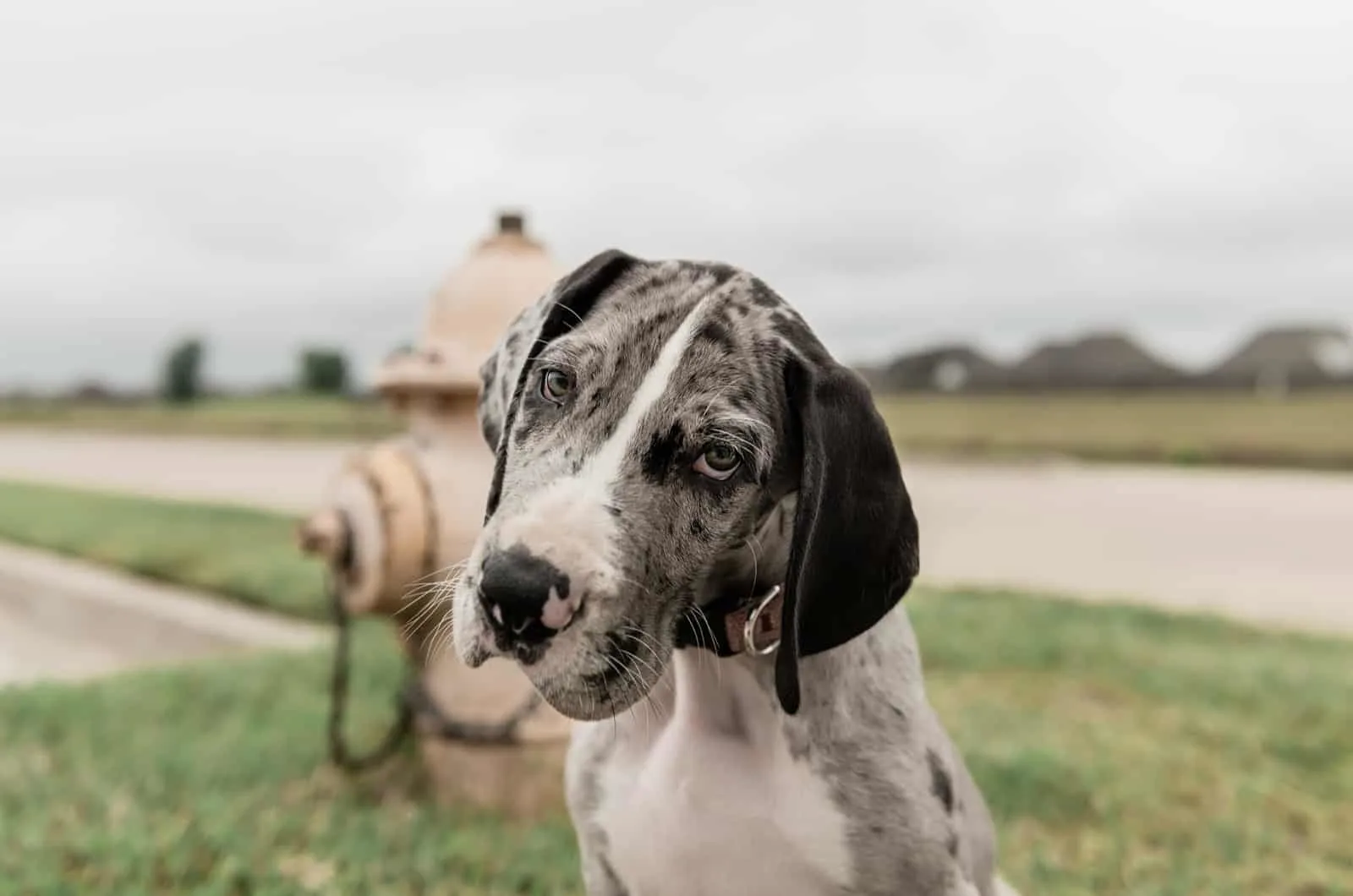 great dane in front of a fire hydrant