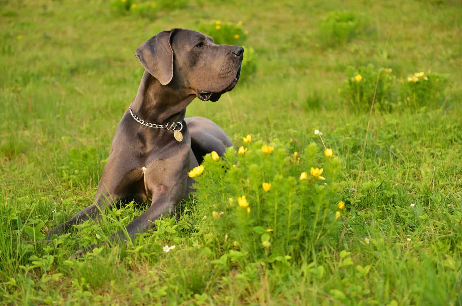 great dane lying in grass