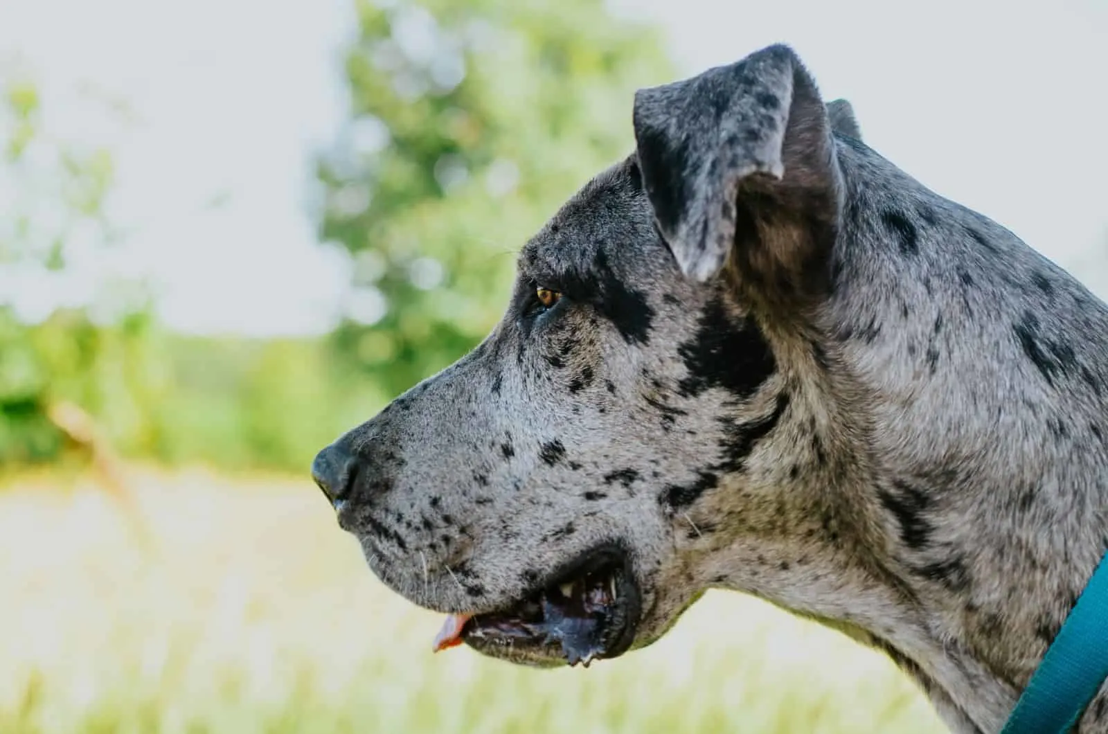 great dane with a blue collar