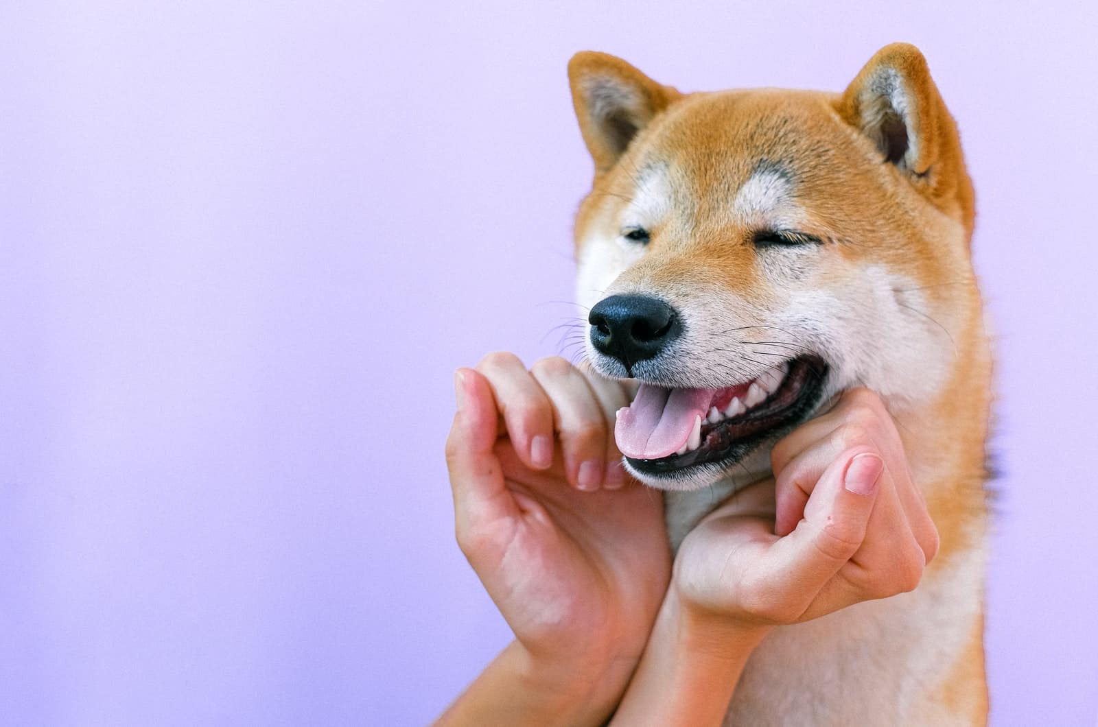 hands touching shiba inu