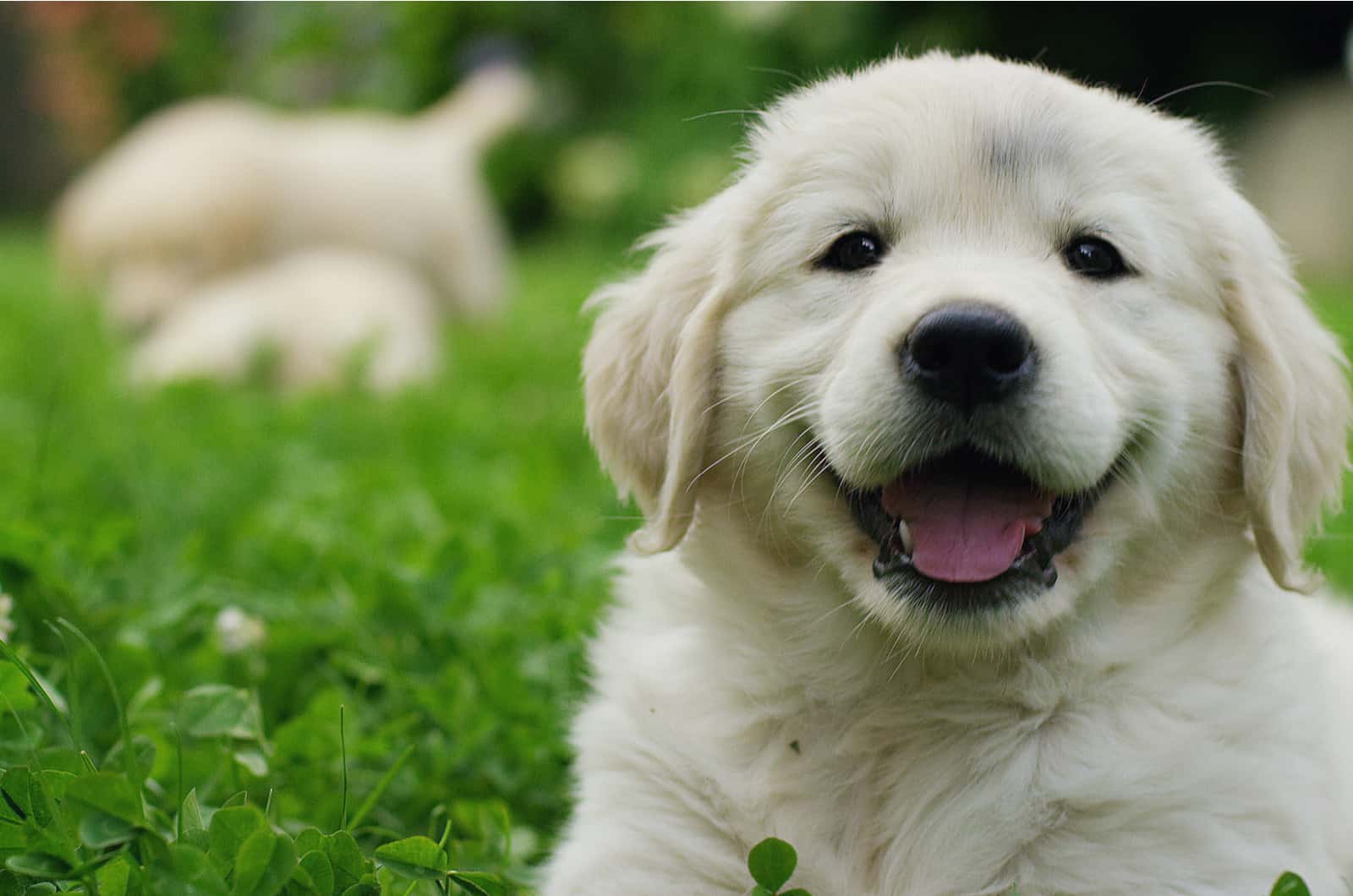 happy puppy in grass outside