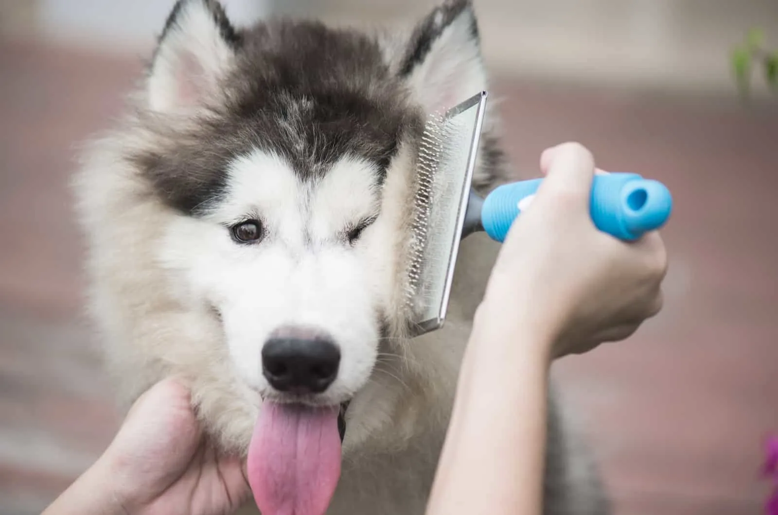 husky being brushed with a dog brush