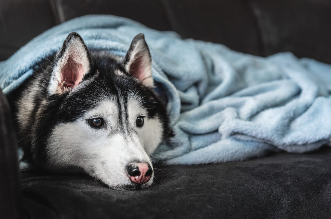 9 Best Dog Beds For Huskies Good Deals And Best Overall