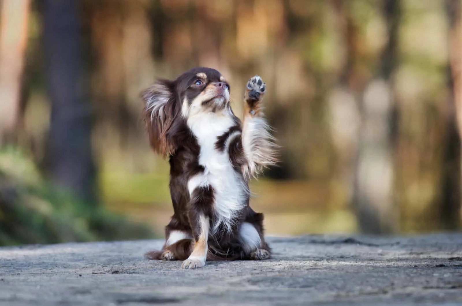 long-haired chihuahua raising a paw