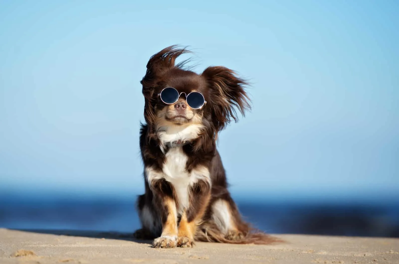 long-haired chihuahua with glasses