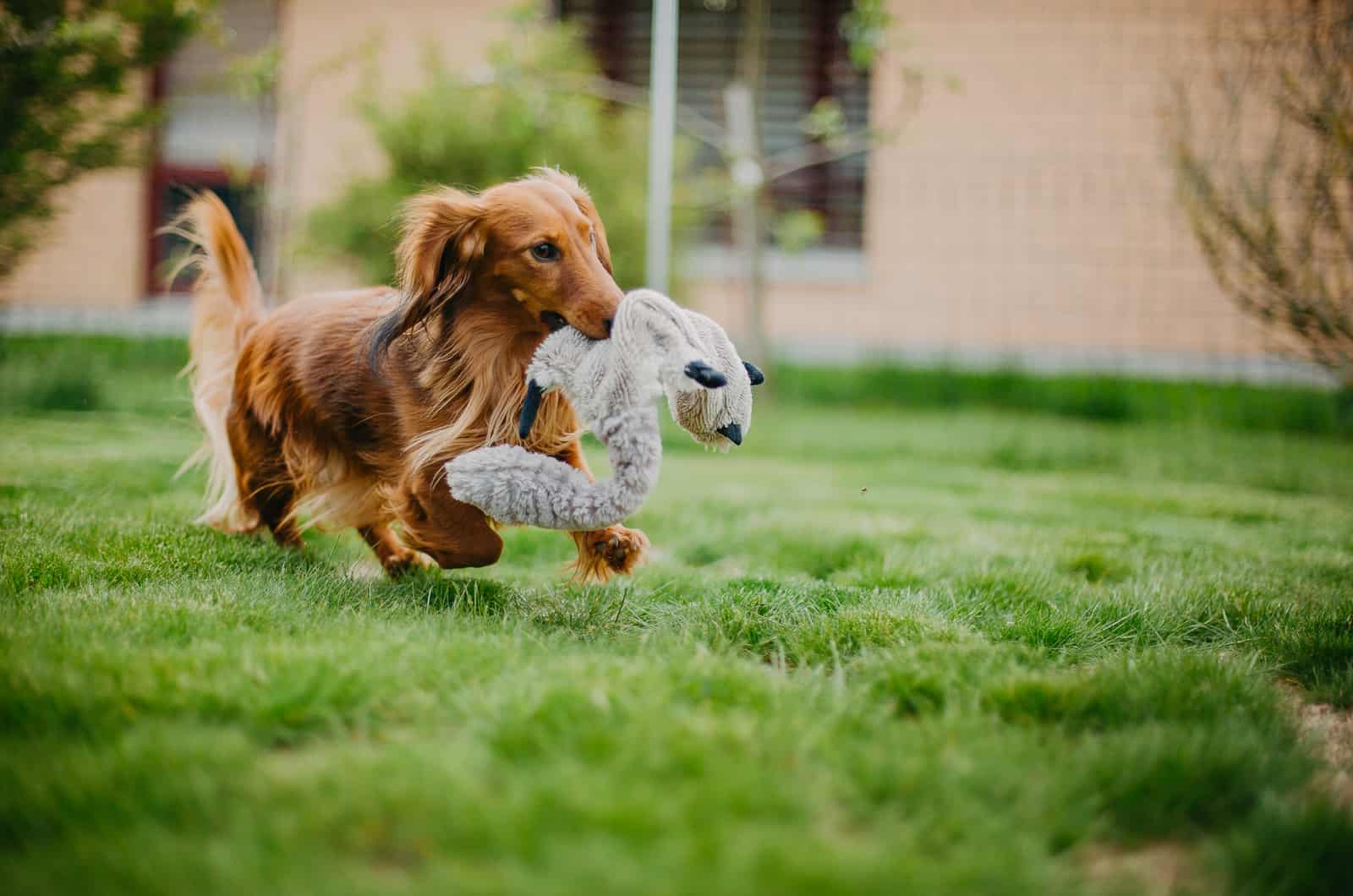 long-haired dachshund running with toy in mouth