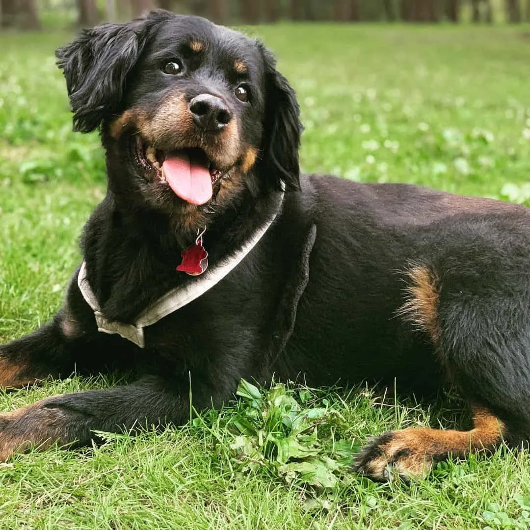 long-haired rottie in grass