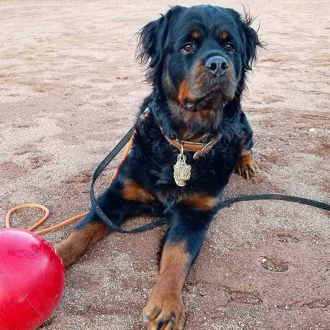 long-haired rottie in sand