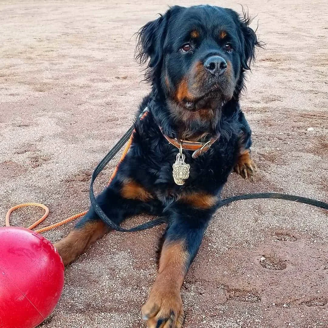 long-haired rottie in sand