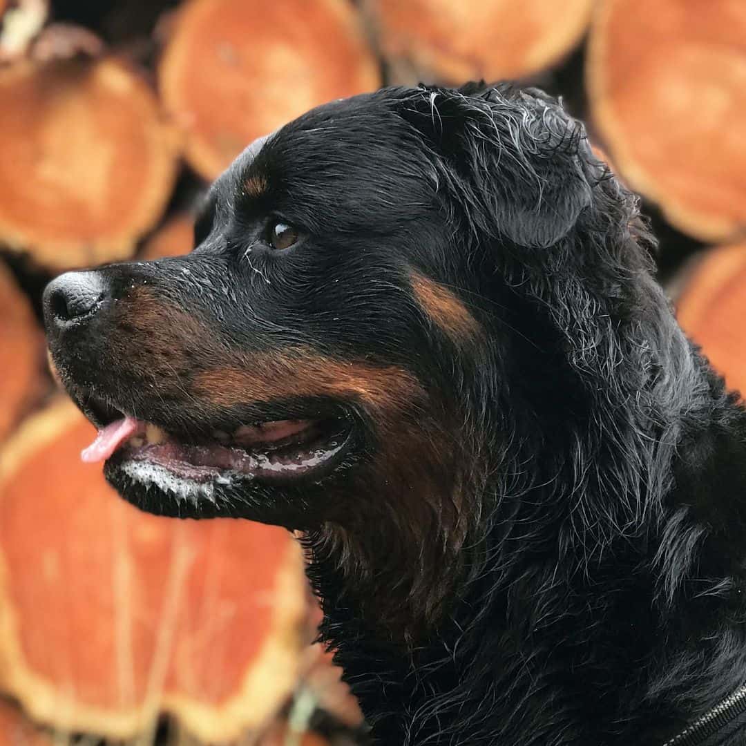 long-haired rottweiler side profile