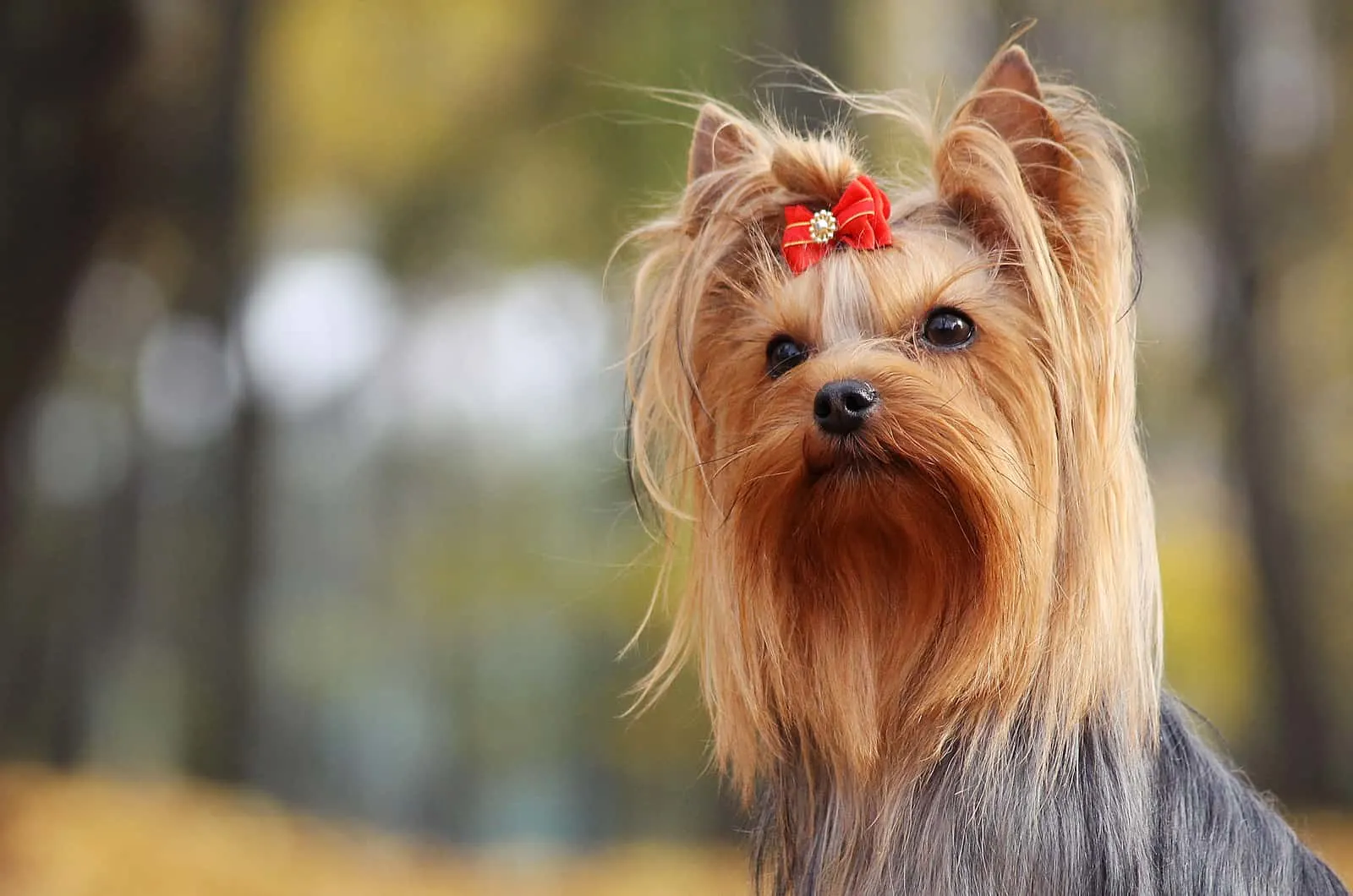 long-haired yorkie wearing a bow