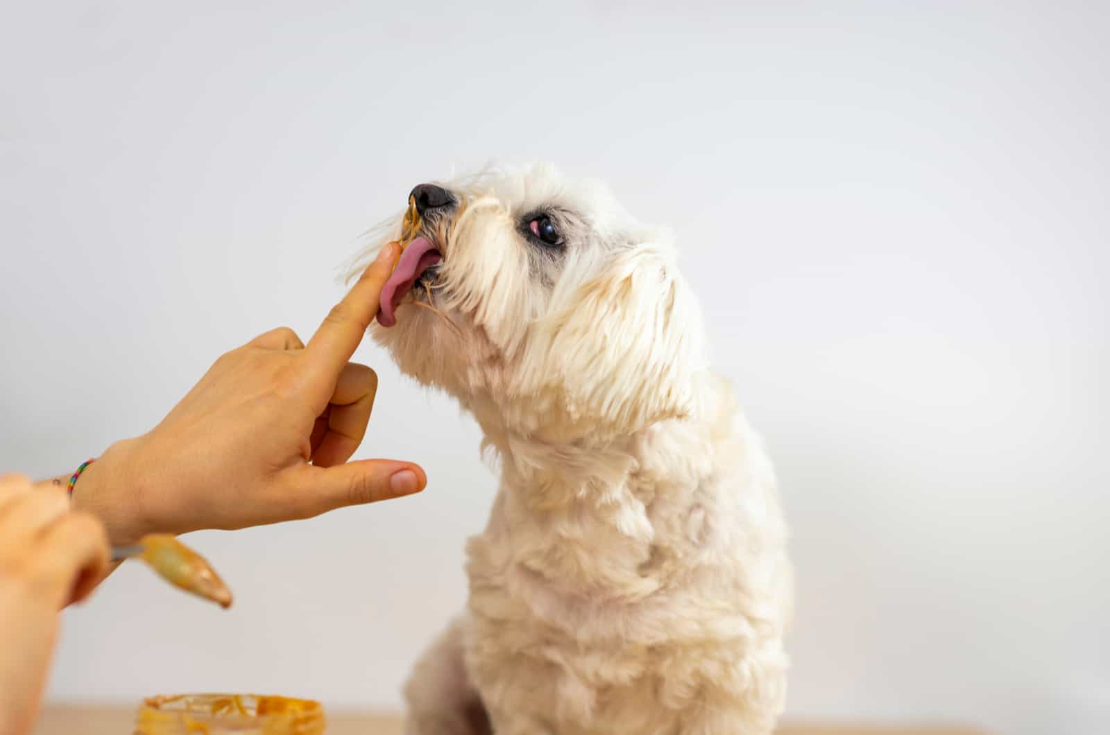 maltese eating peanut butter