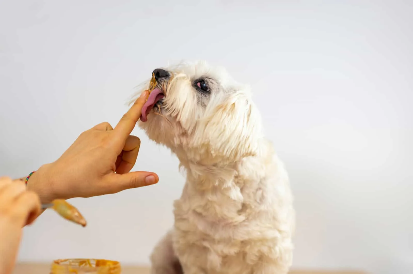 Homemade Food for Maltese Dogs A Guide to Canine Nutrition Homemade Food for Maltese Dogs A Guide to Canine Nutrition