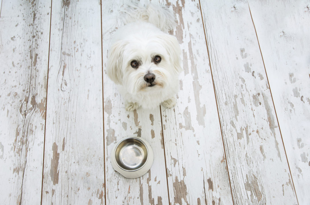 18 Best Dog Foods For Maltese Dogs Small Pooch Tailored