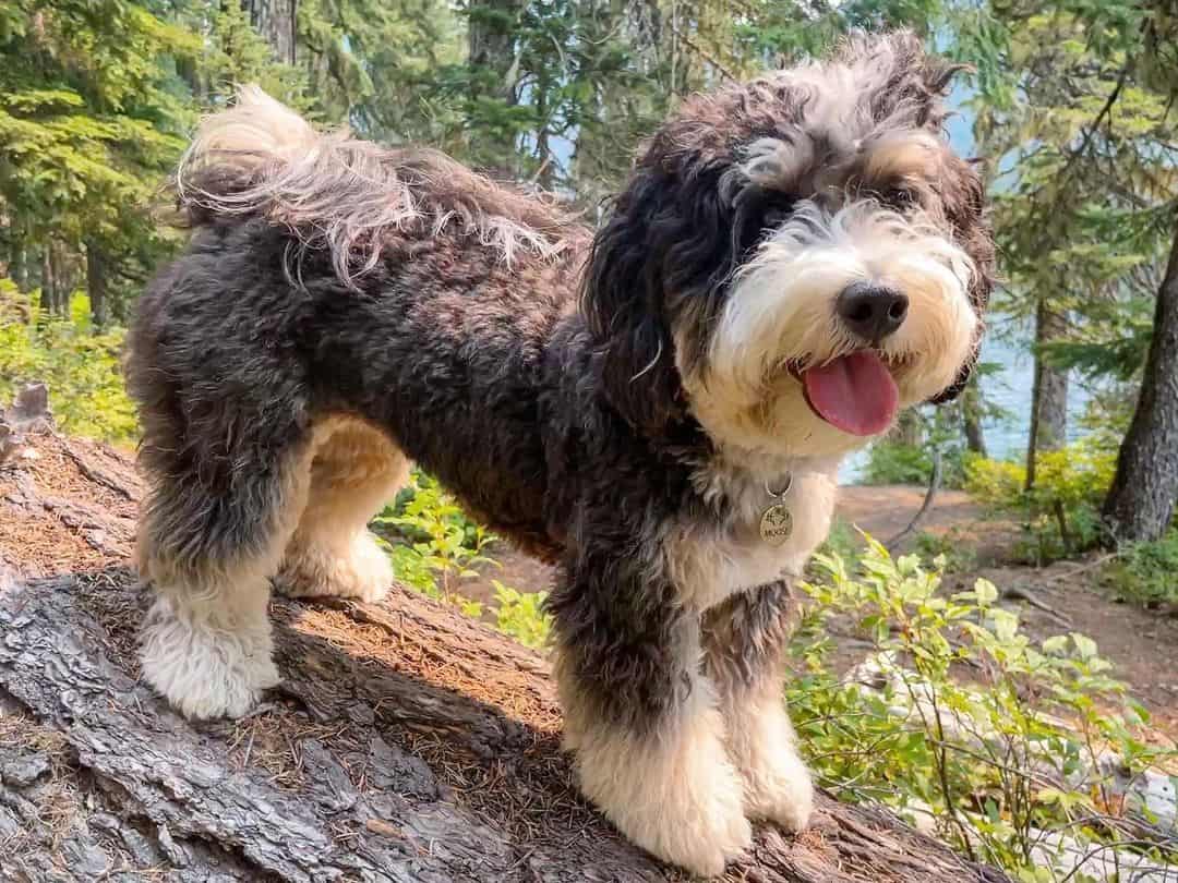 mini bernedoodle dog