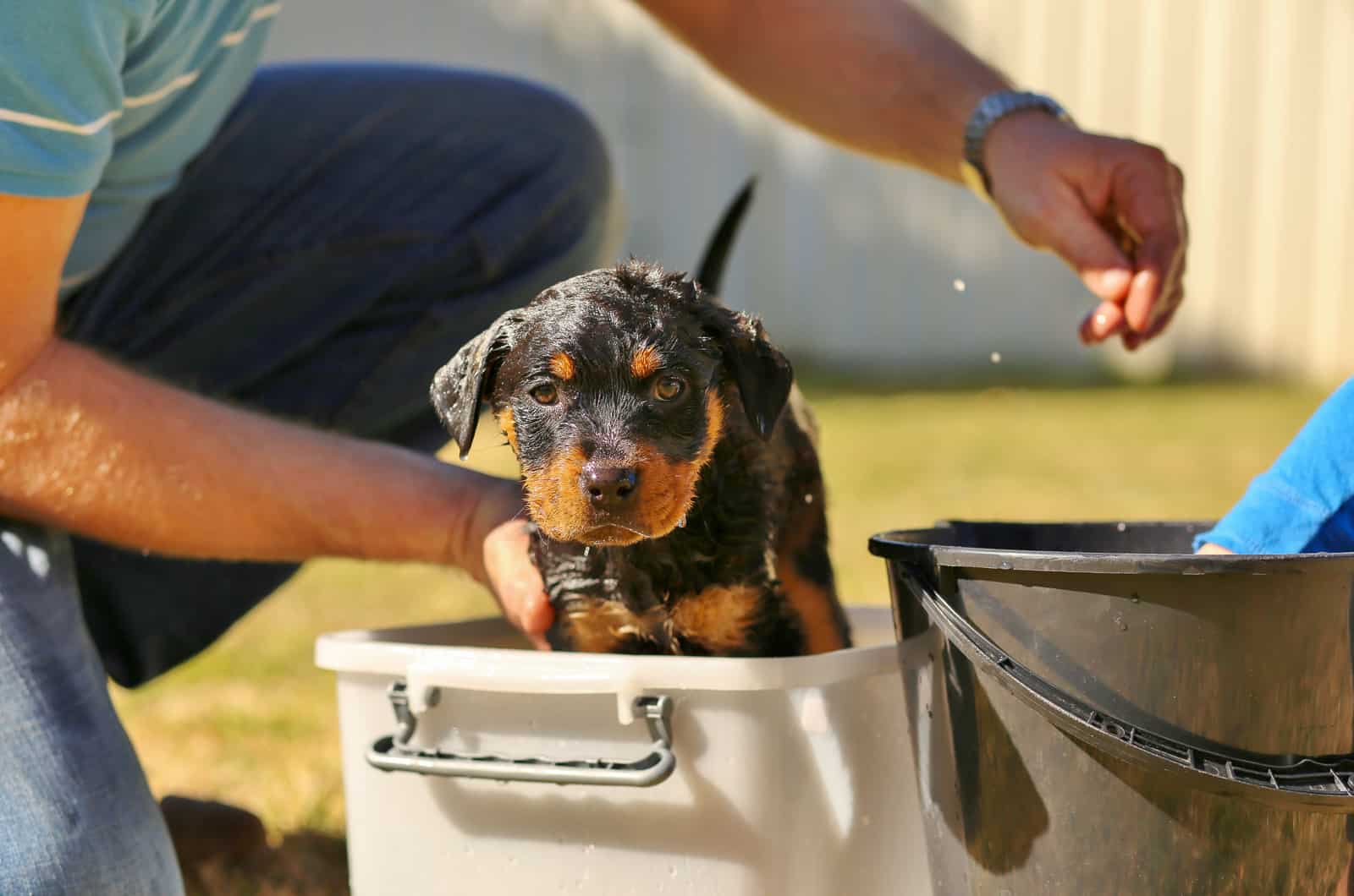 owner bathing their rottweiler puppy