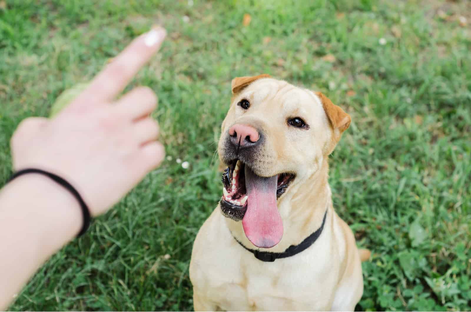 owner tries to discipline a dog