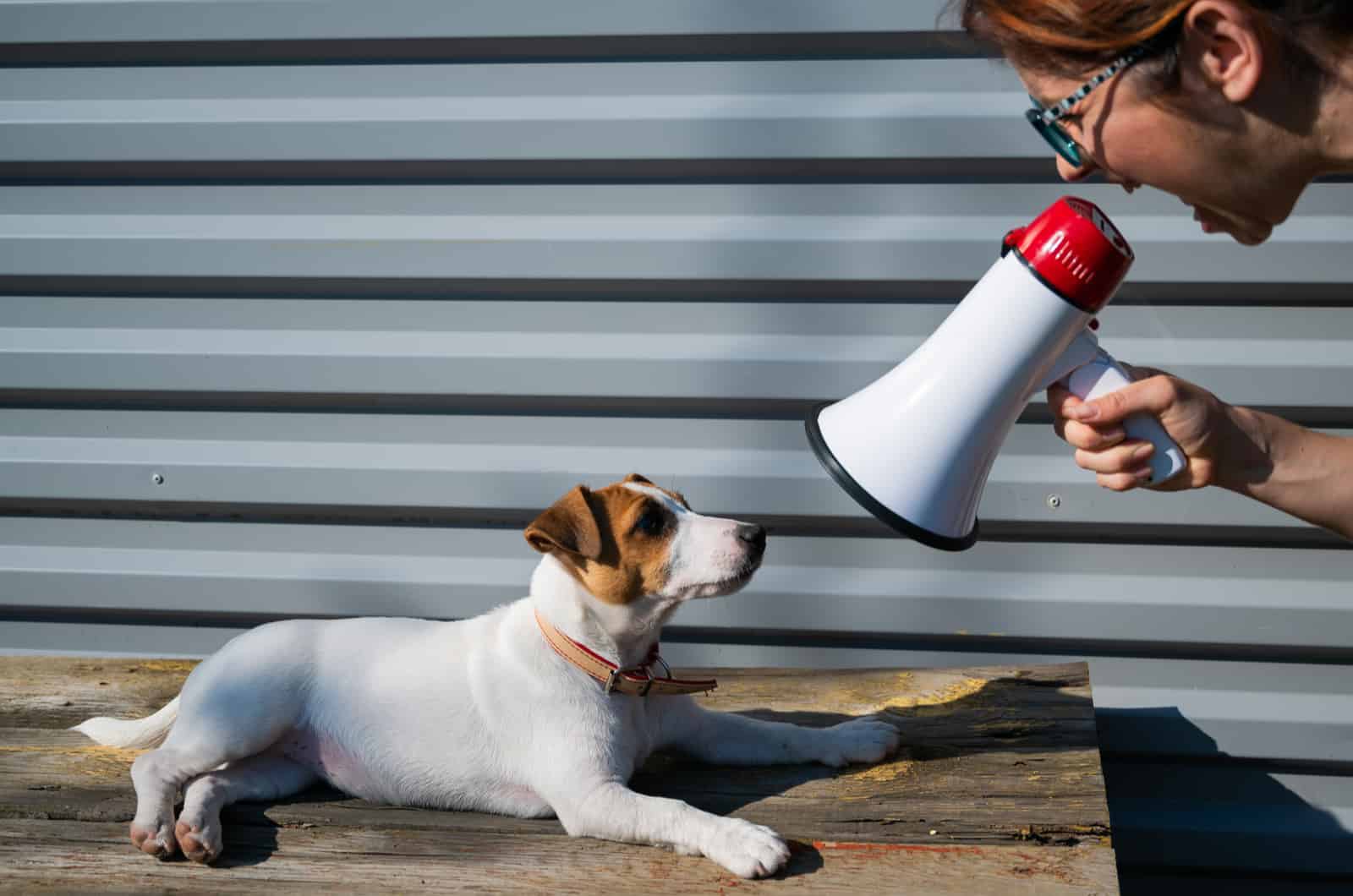 owner yells at dog