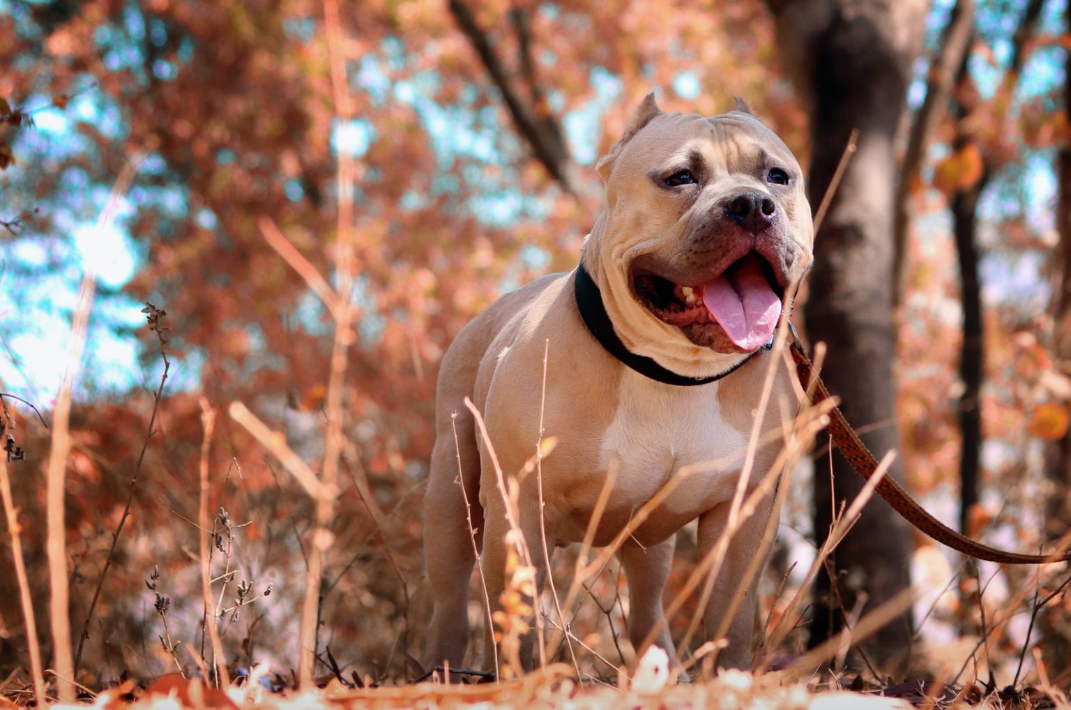 12 Best Shock Collars For Pitbulls Easy Training Solution