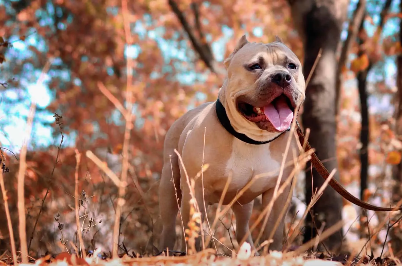 pitbull in nature
