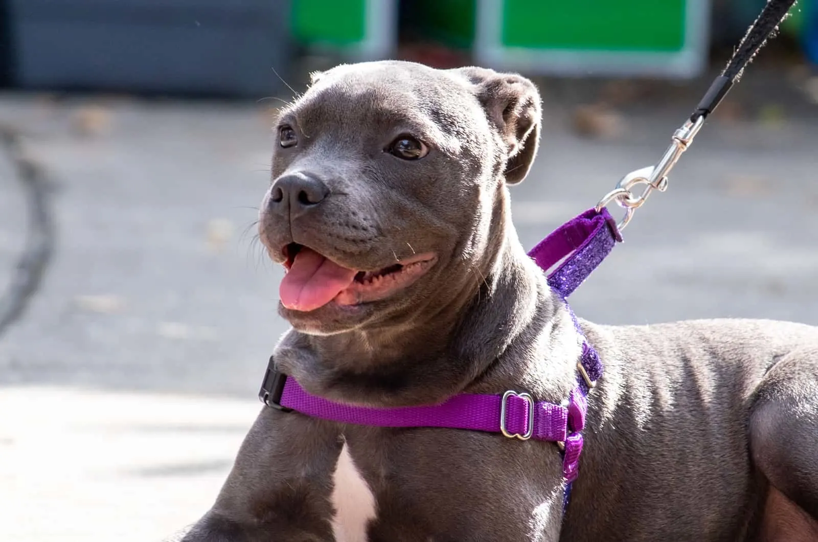 pitbull puppy with a harness