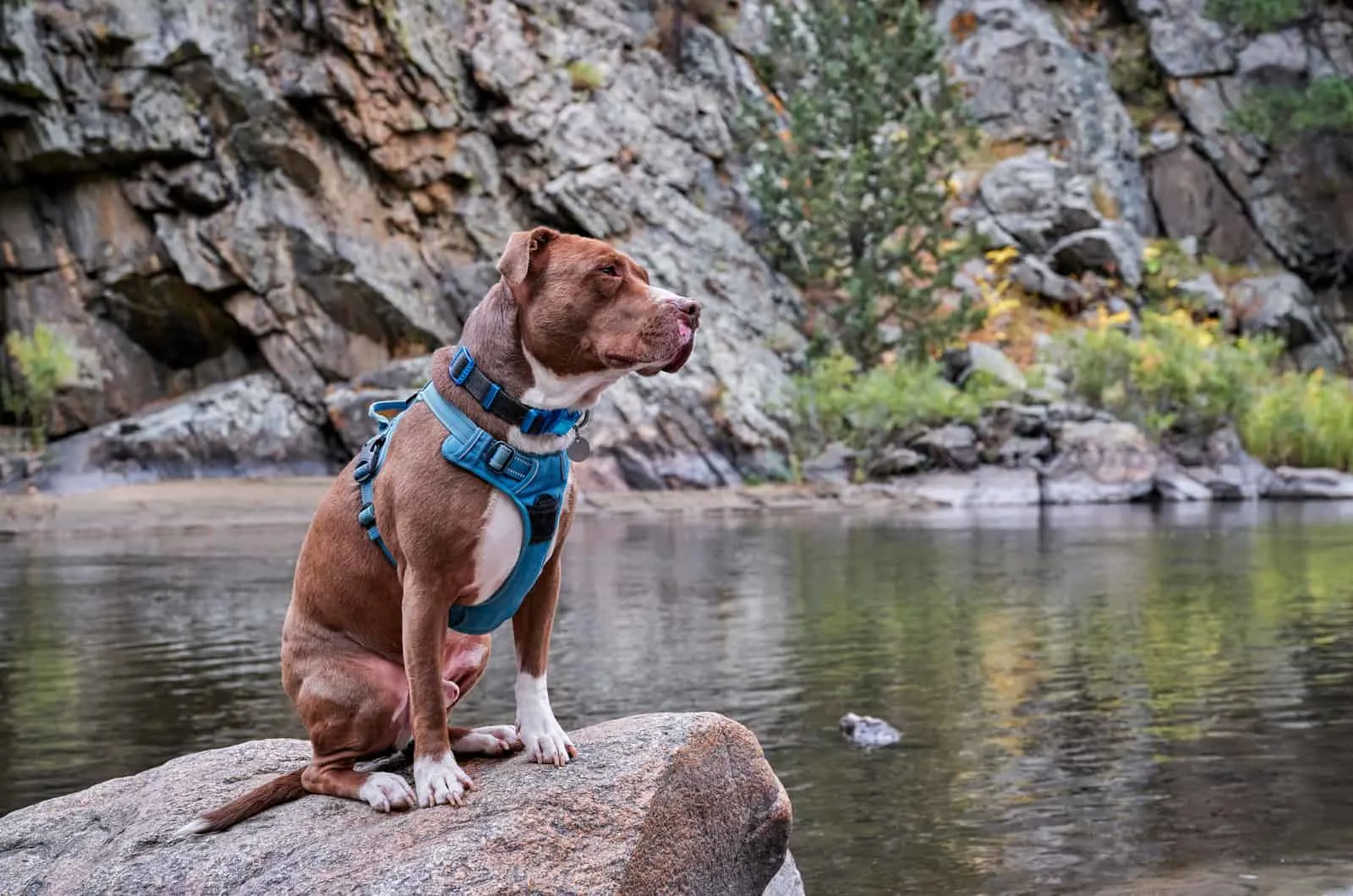 pitbull wearing a harness and standing on a rock