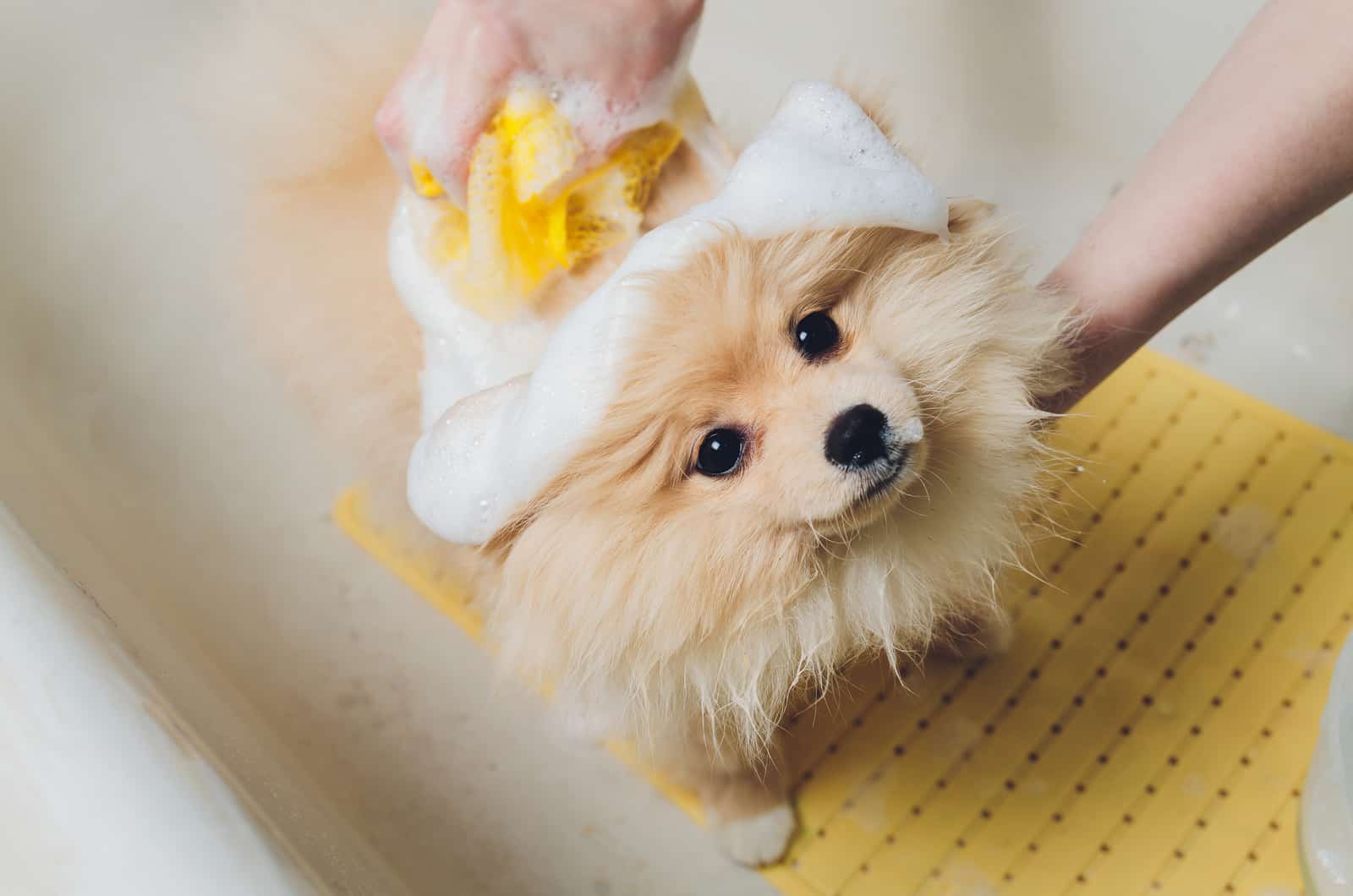 pomeranian being bathed