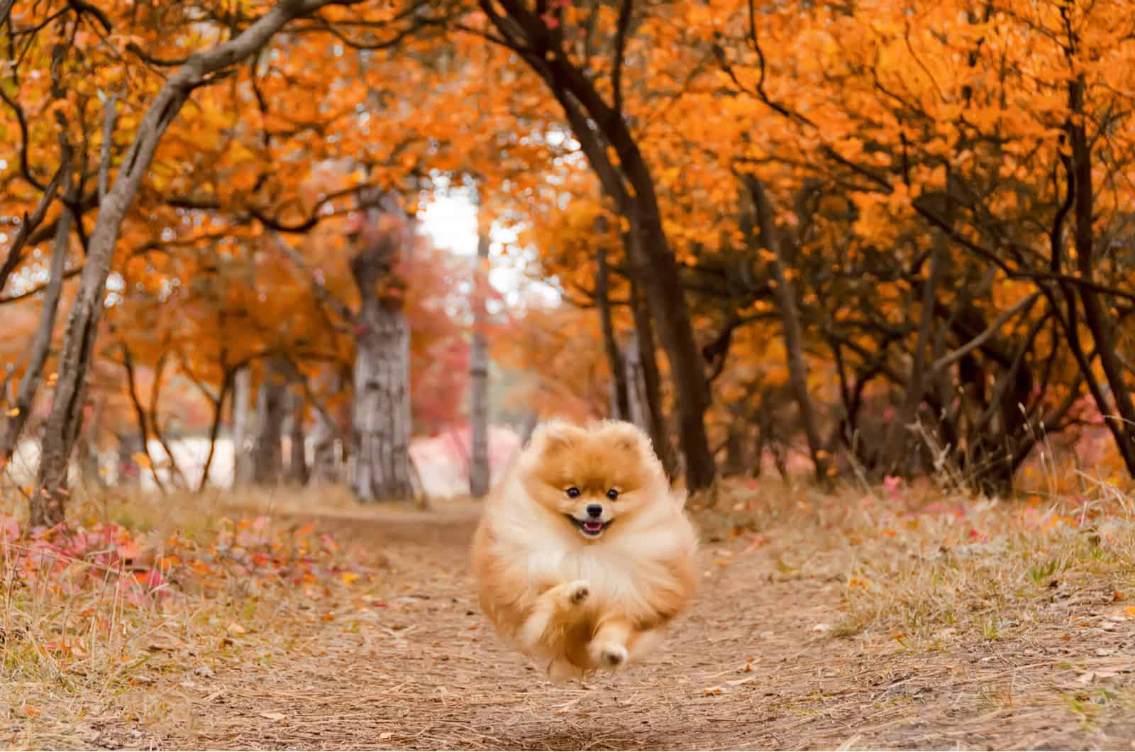 pomeranian in autumn forest