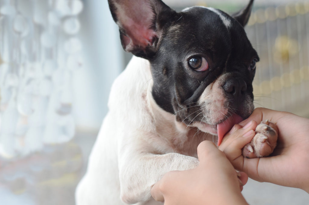 Why Does My Dog Lick My Hands? Find Out The Truth Here