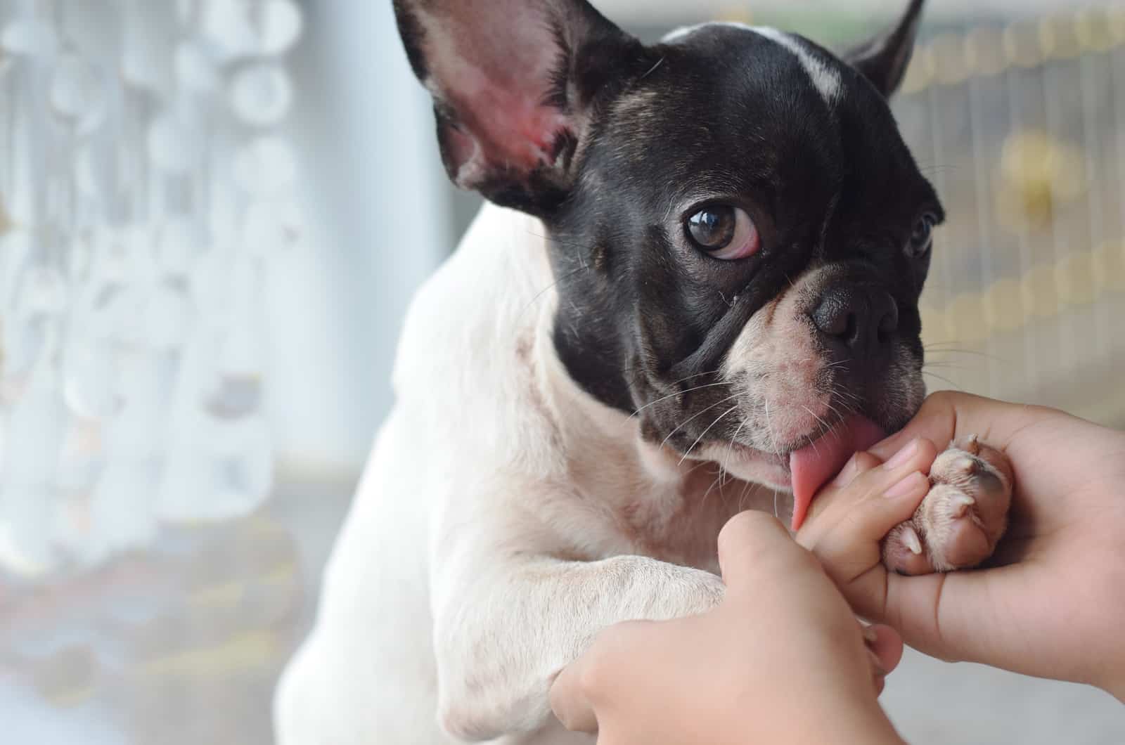 puppy licking hands
